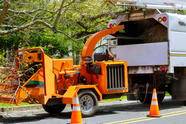 Best Tree Removal Services  in Benton Harbor, MI